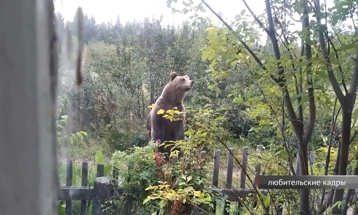 Порно Dancing Bear