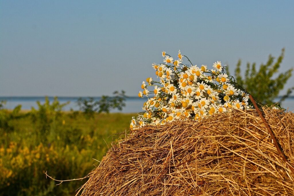День 12 августа, среда